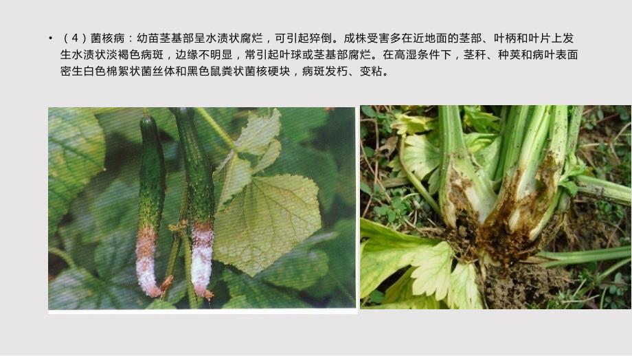 主要农作物病害识别PPT课件.pptx_第3页