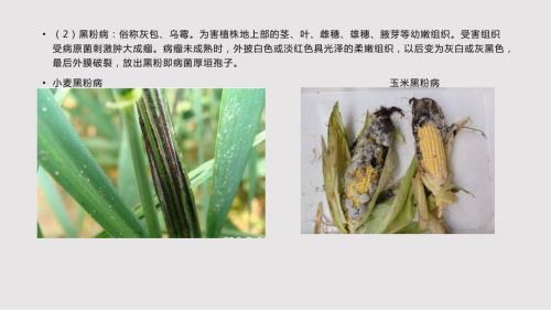 主要农作物病害识别PPT课件.pptx