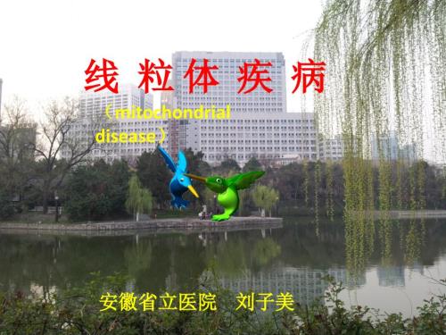 刘子美线粒体疾病ppt课件.ppt