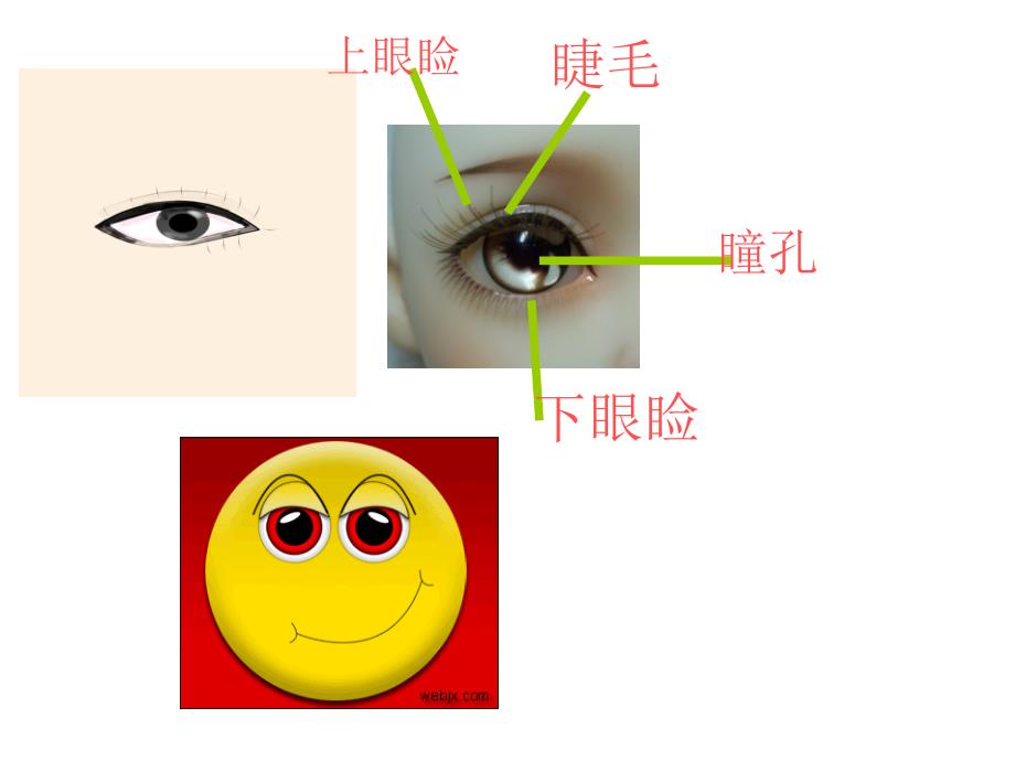 中班健康课件爱护眼睛.ppt_第3页