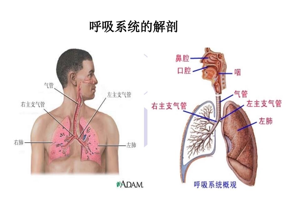 呼吸衰竭的急救护理.ppt_第3页