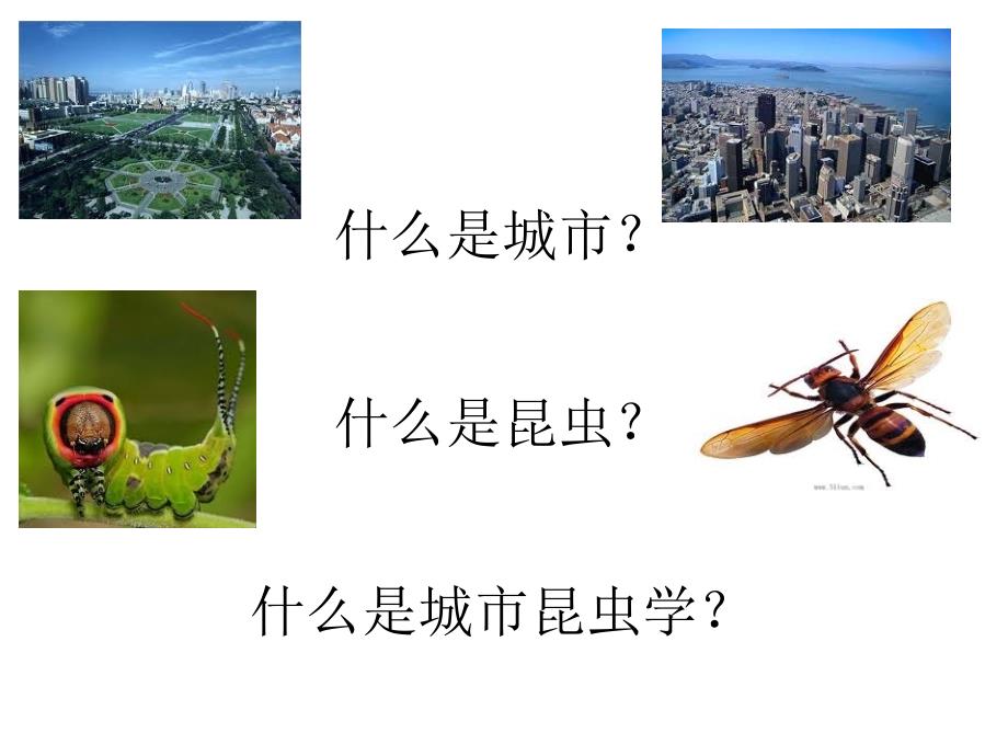 城市昆虫学PPT课件.ppt_第2页