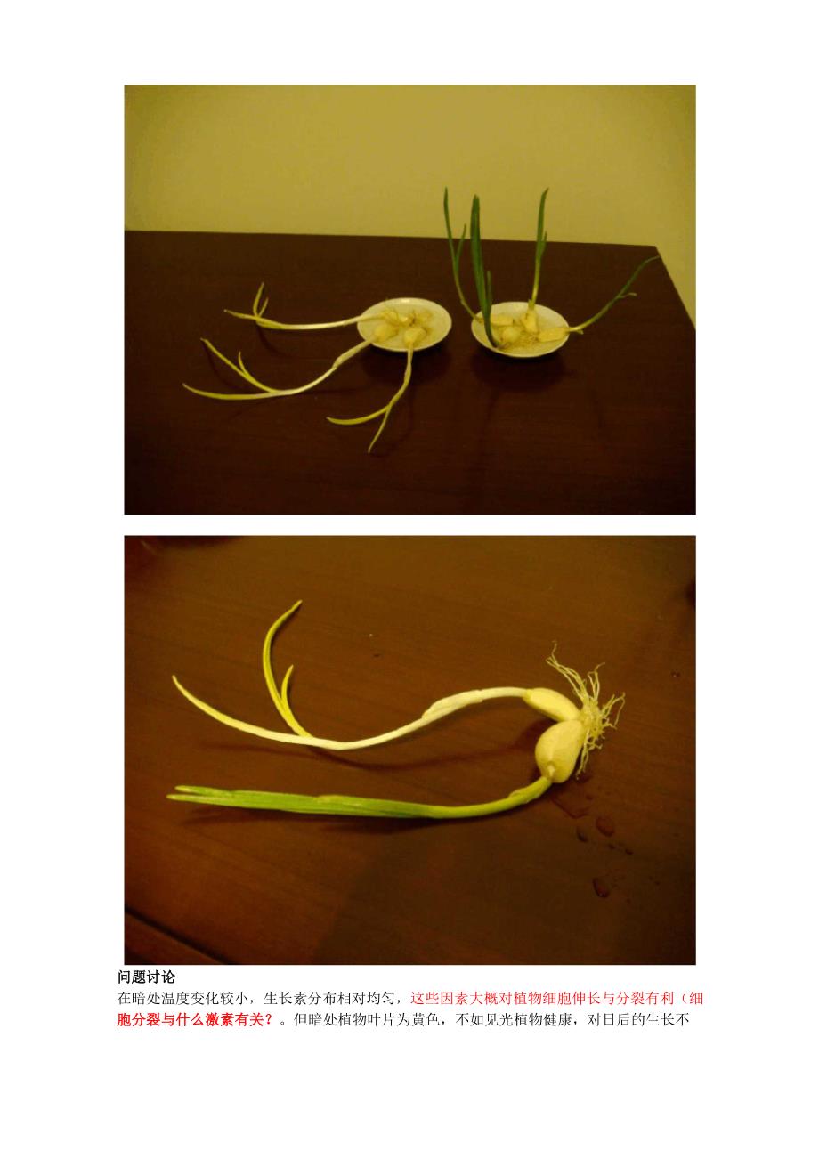 实验报告光线对植物生长的影响.docx_第2页