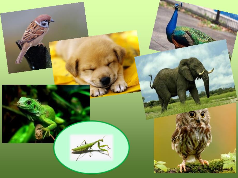 动物的分类课件ppt.ppt_第2页