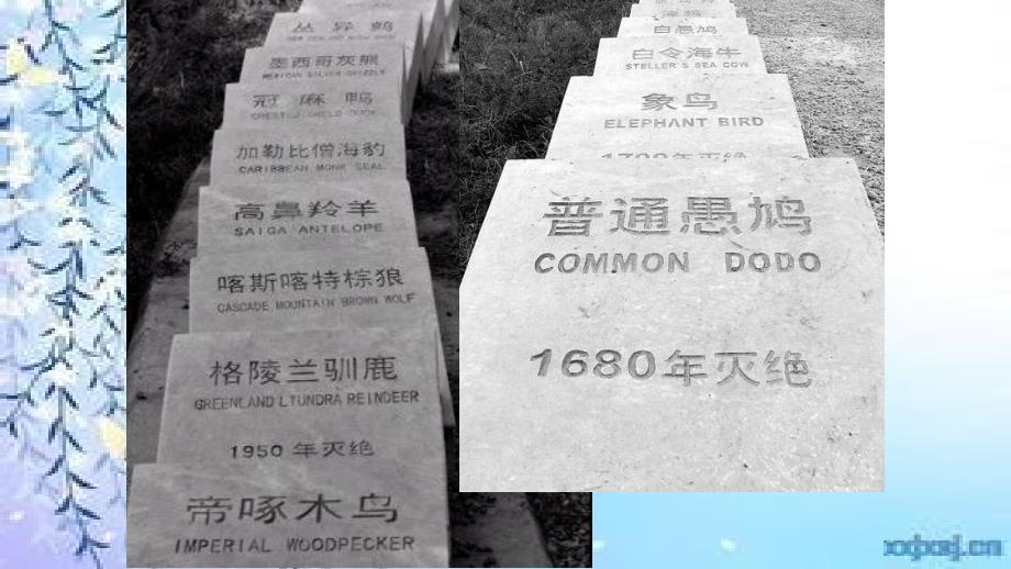 保护生物多样性PPT课件.pptx_第3页