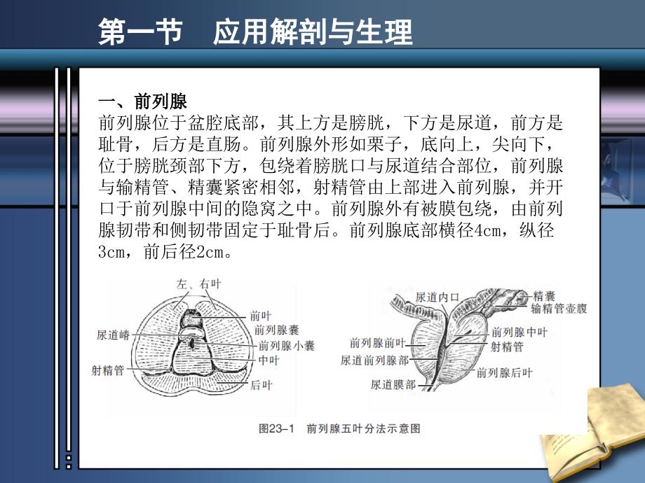 前列腺疾病的超声诊断.ppt_第2页