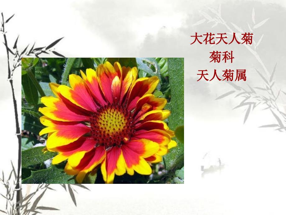 园林花卉PPT课件.ppt_第2页