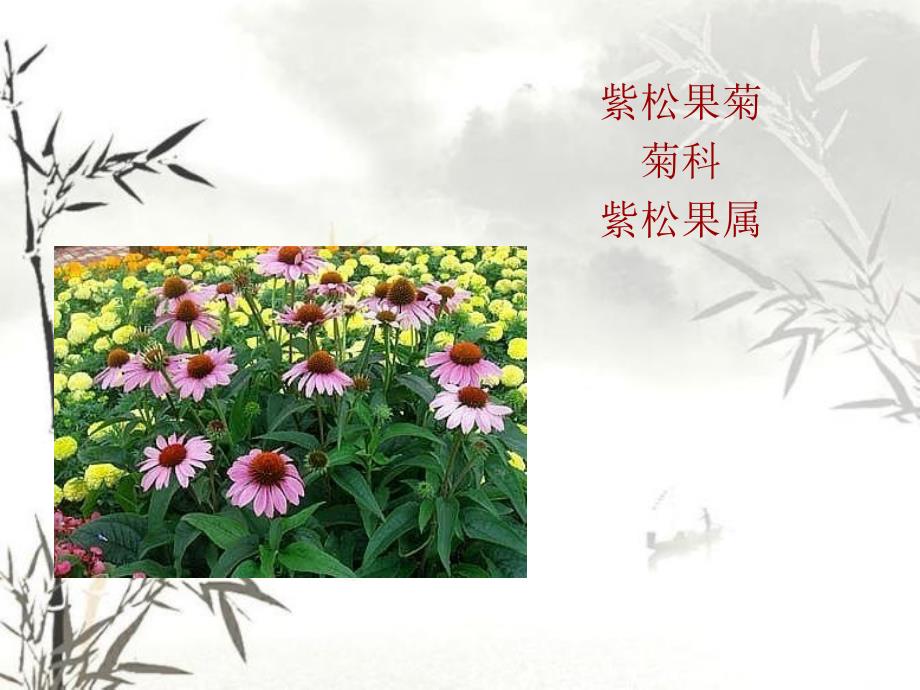 园林花卉PPT课件.ppt_第3页