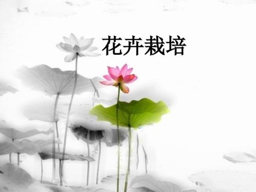 园林花卉PPT课件.ppt