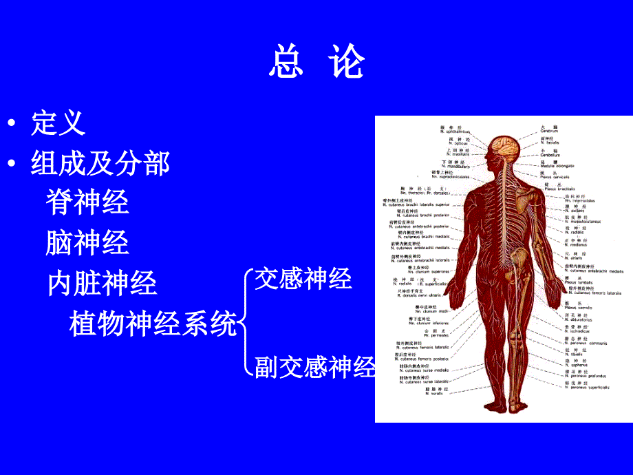 周围神经系统PPT课件.ppt_第2页
