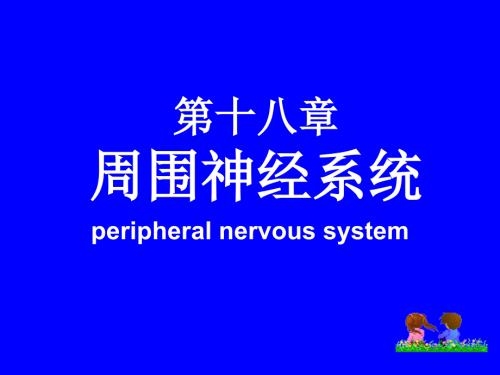 周围神经系统PPT课件.ppt