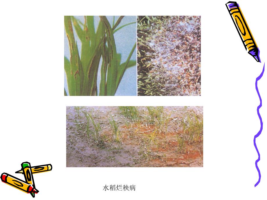 作物病虫害防治PPT课件.ppt_第3页