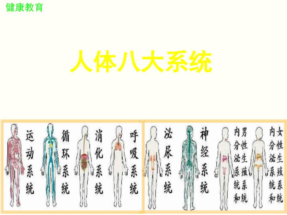 人体八大系统课件.pptx_第2页