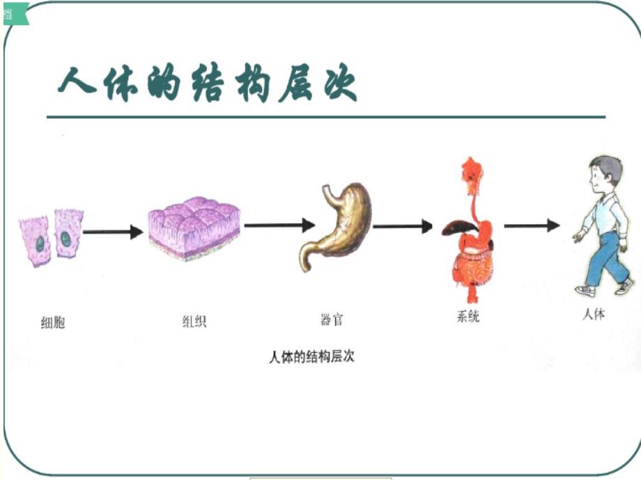 人体八大系统课件.pptx_第3页
