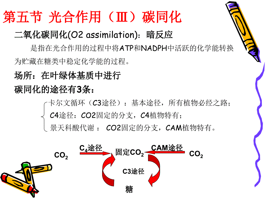 光合作用3植物生理学.ppt_第2页
