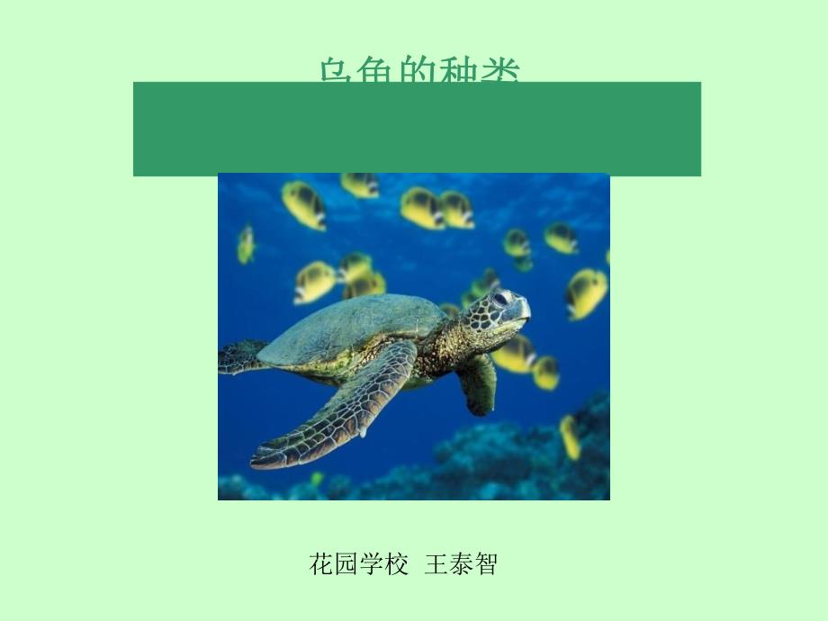 乌龟的种类PPT课件.ppt_第1页
