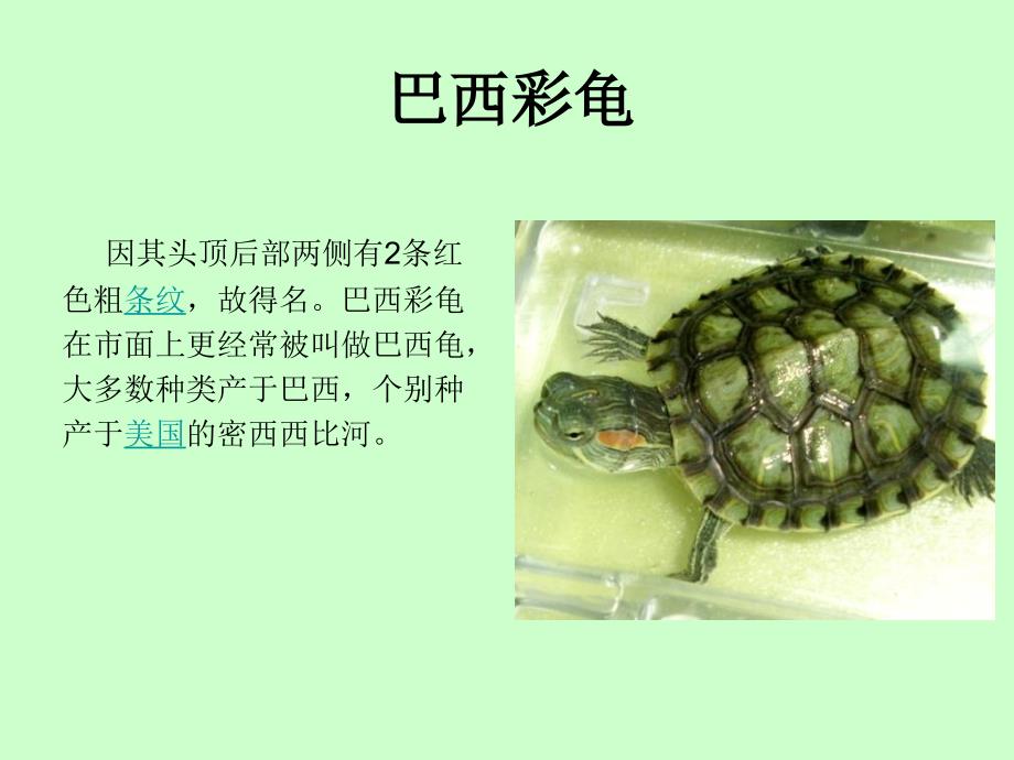 乌龟的种类PPT课件.ppt_第2页