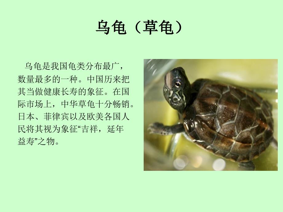 乌龟的种类PPT课件.ppt_第3页