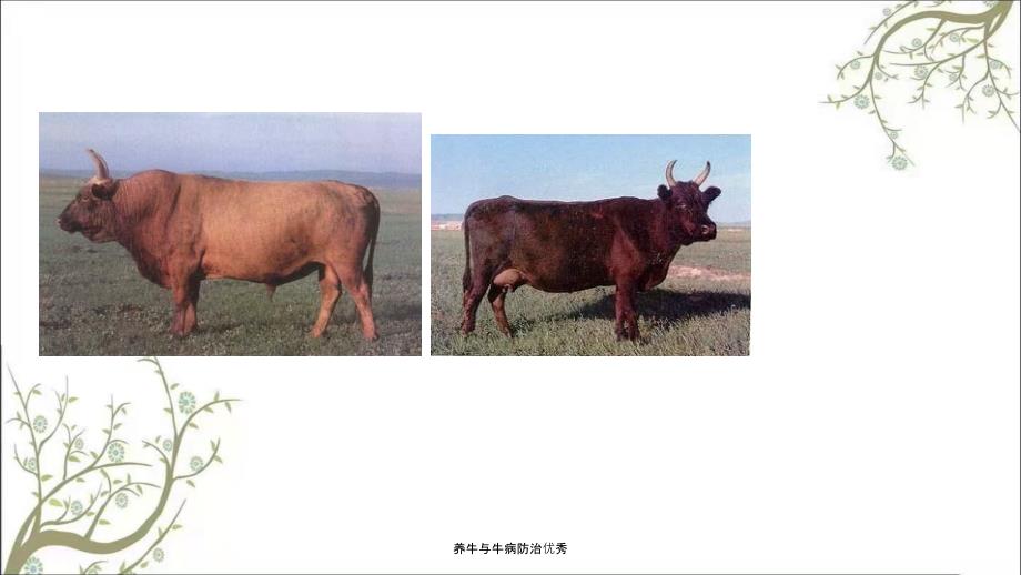 养牛与牛病防治优秀.ppt_第3页