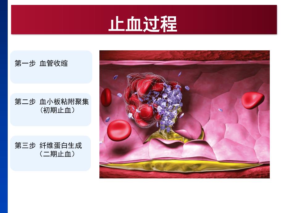 凝血机制与抗凝治疗.ppt_第2页