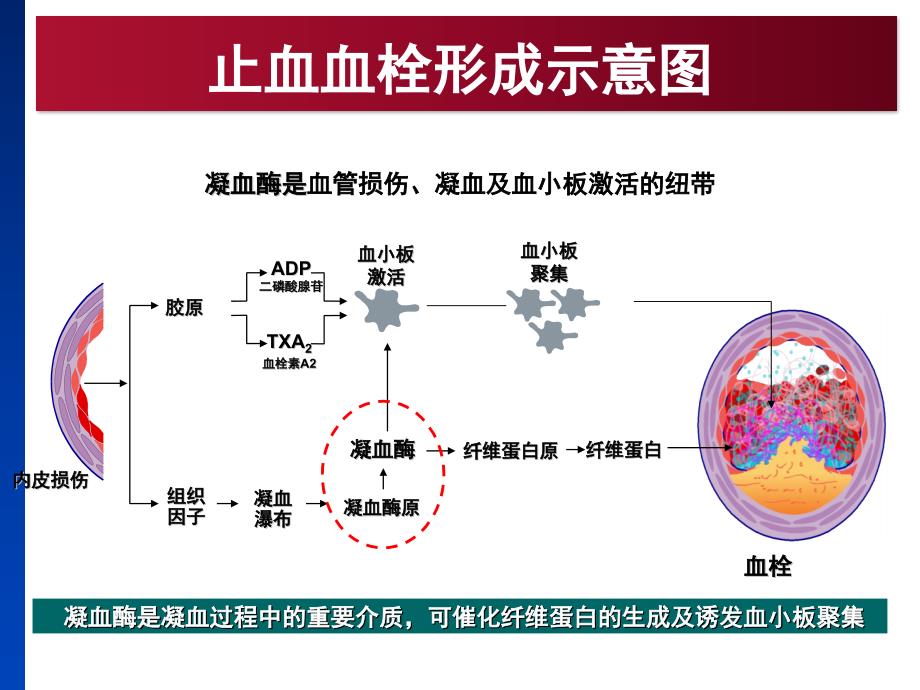 凝血机制与抗凝治疗.ppt_第3页