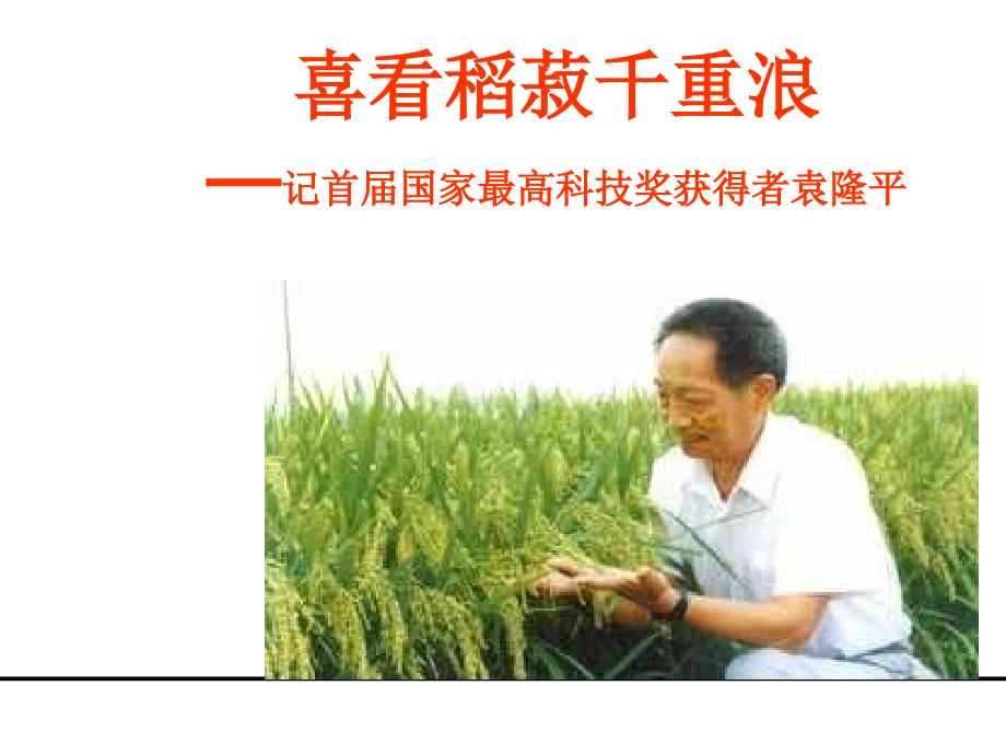 喜看稻菽千重浪课件.ppt_第2页