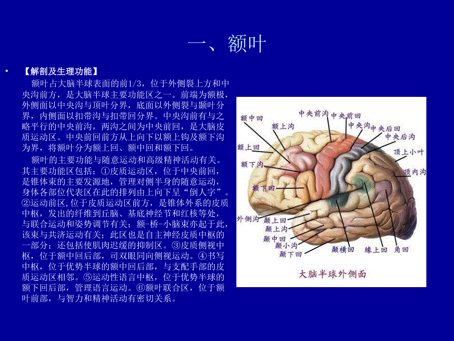 大脑半球的解剖生理及病损的定位诊断.ppt_第3页