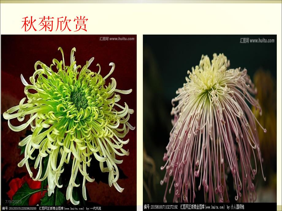 写意菊花PPT课件.ppt_第3页
