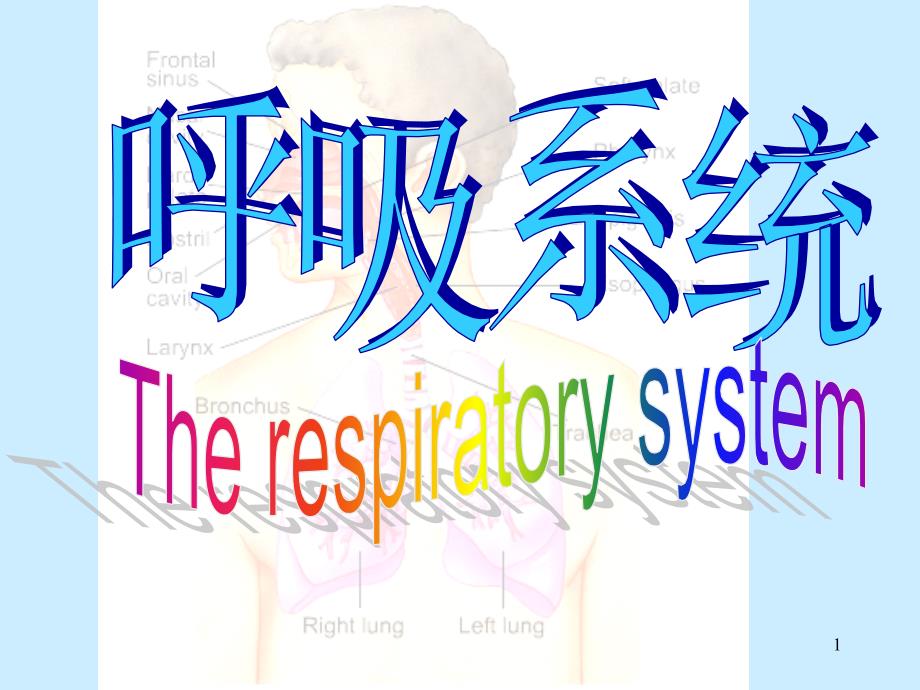 人体解剖学呼吸系统ppt课件.ppt_第1页
