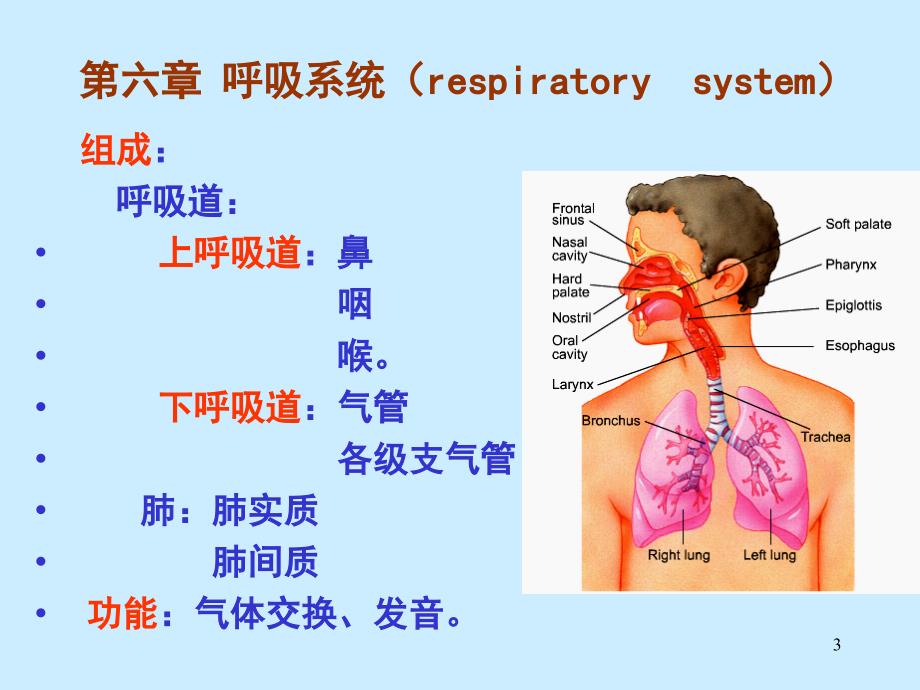 人体解剖学呼吸系统ppt课件.ppt_第3页