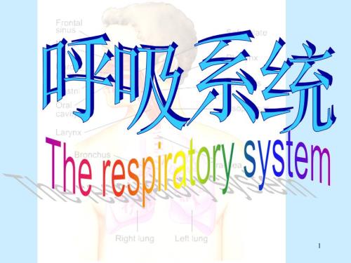 人体解剖学呼吸系统ppt课件.ppt