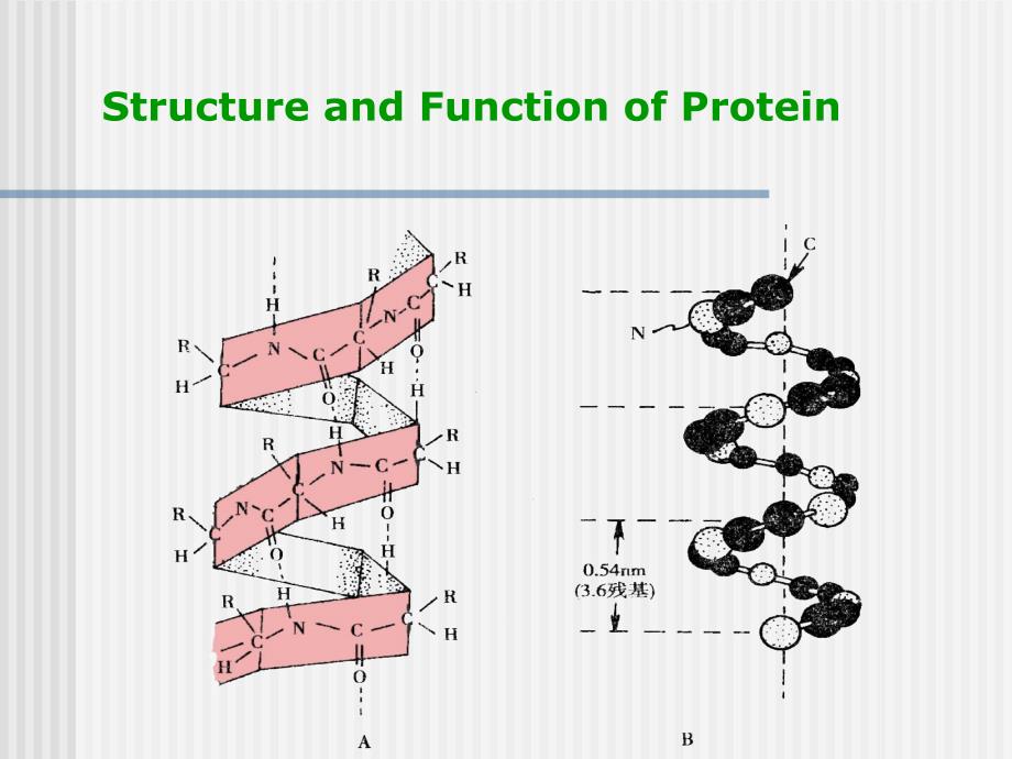 分子生物学蛋白质.ppt_第3页