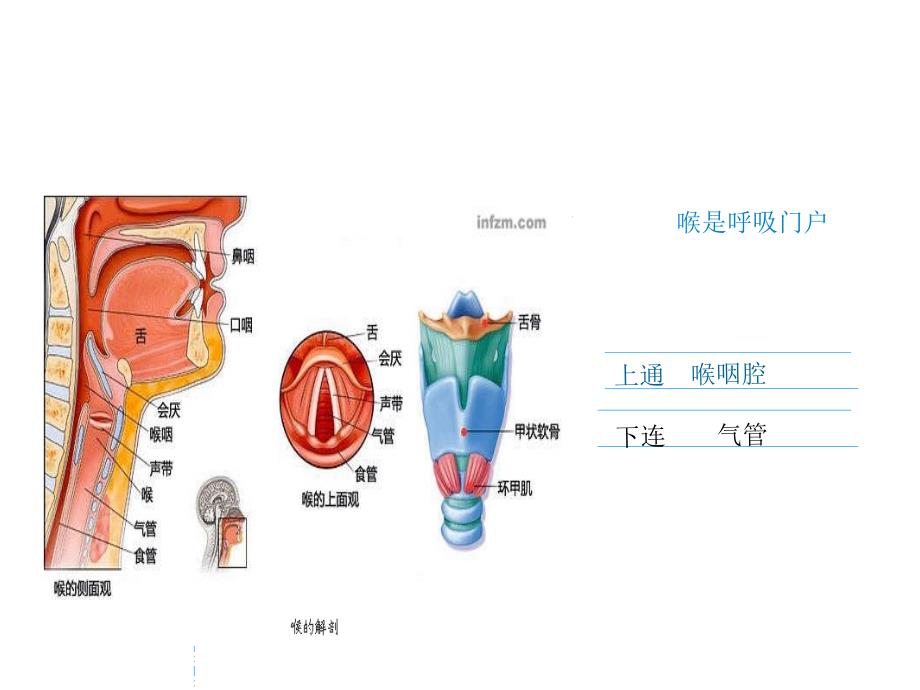 喉癌幻灯片PPT课件.ppt_第2页
