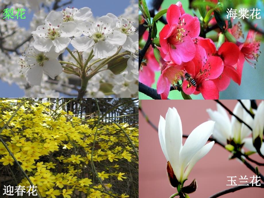 各种各样的花PPT课件.ppt_第3页