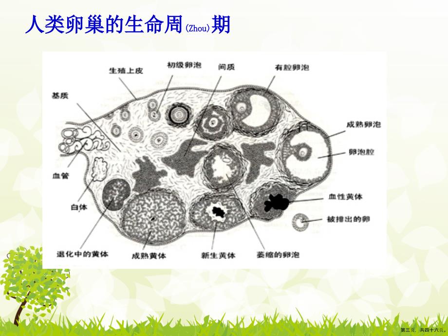 卵巢黄体破裂出血护理个案分析ppt.pptx_第3页