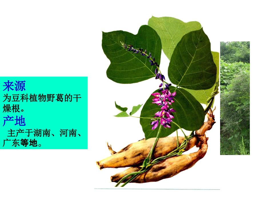 中药药理葛根.ppt_第3页