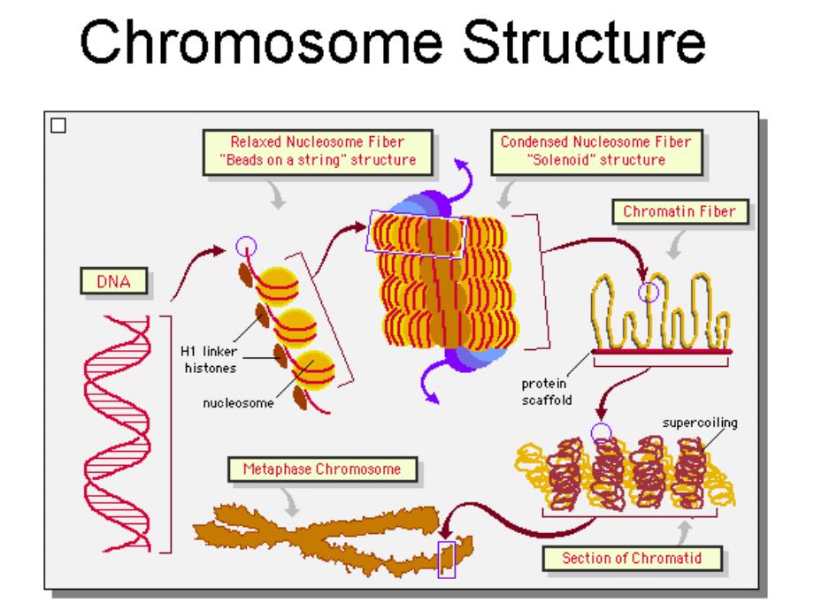 合成生物学PPT课件.ppt_第3页