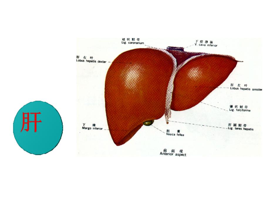 中医基础理论之五脏篇肝.ppt_第2页
