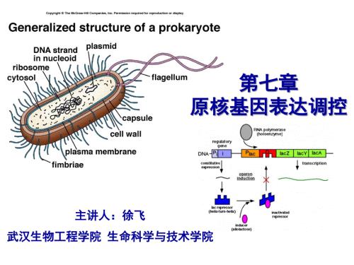 乳糖操纵子PPT课件.ppt