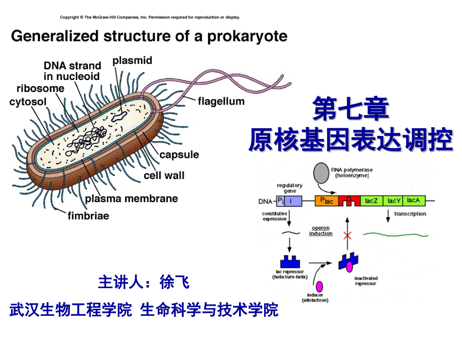 乳糖操纵子PPT课件.ppt_第1页