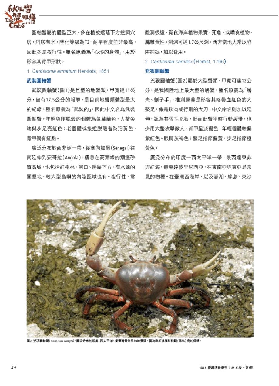全球地蟹科陆蟹之简介.doc_第3页