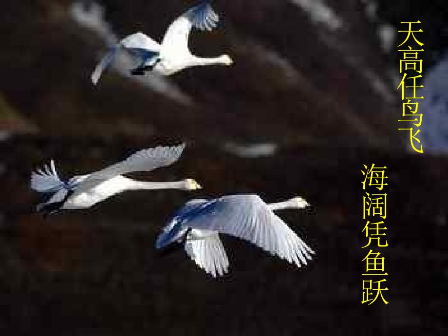 中学主题班会做一名合格的中学生课件.ppt_第2页