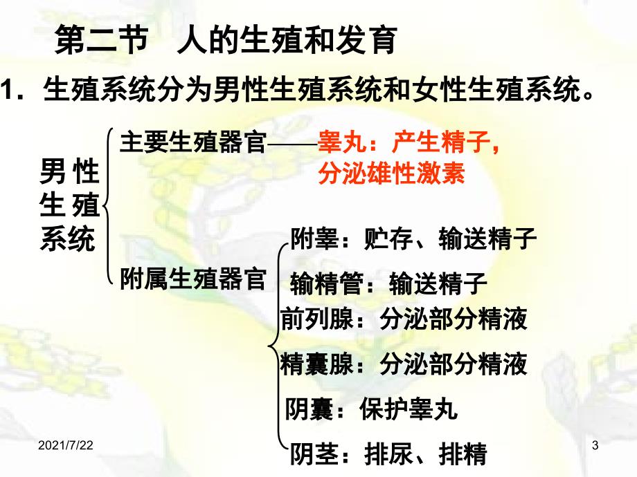 人教版七年级下册生物总复习PPT课件.ppt_第3页