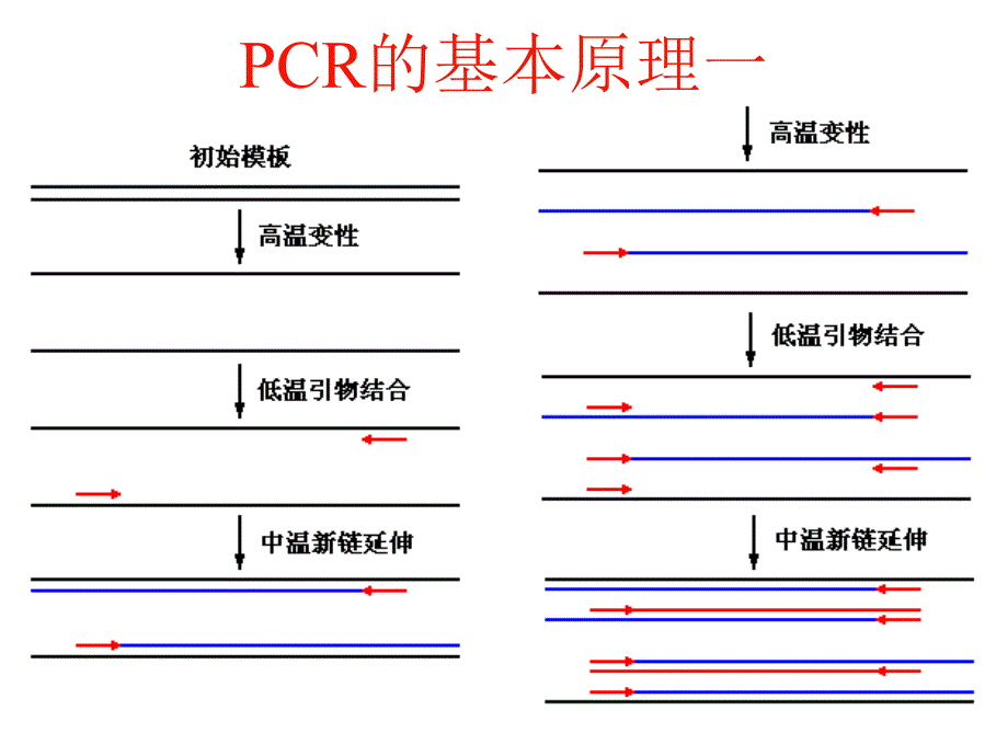 分子生物学研究法PPT课件.ppt_第2页