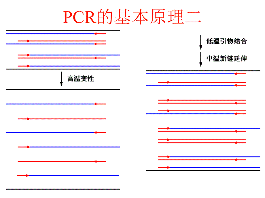 分子生物学研究法PPT课件.ppt_第3页