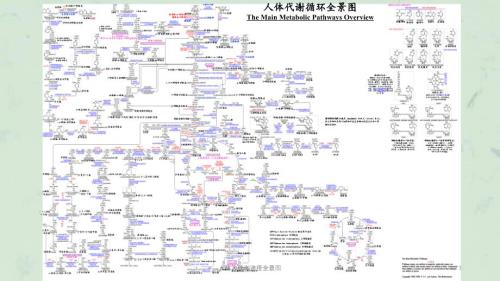 人体大代谢途径全景图课件.ppt