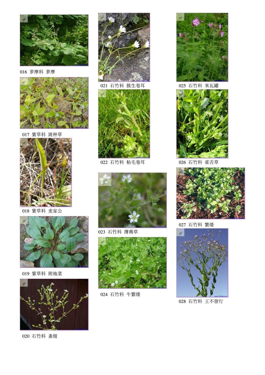 中国农田常见207种杂草图谱.doc_第2页