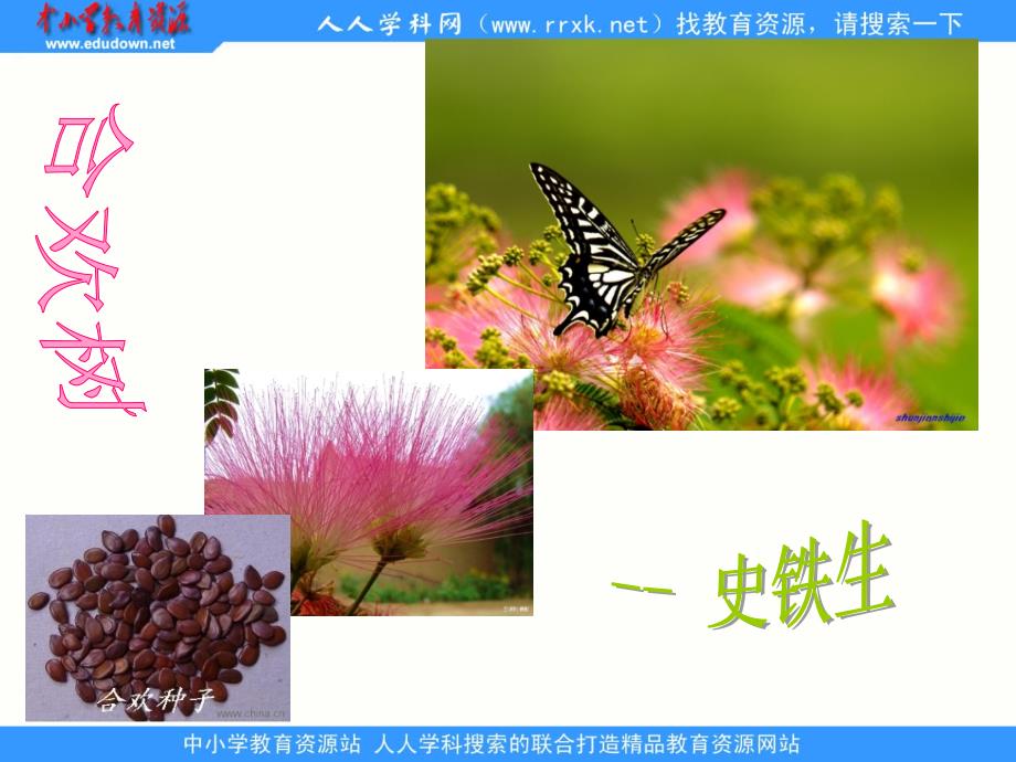 中职基础下册合欢树课件.ppt_第1页