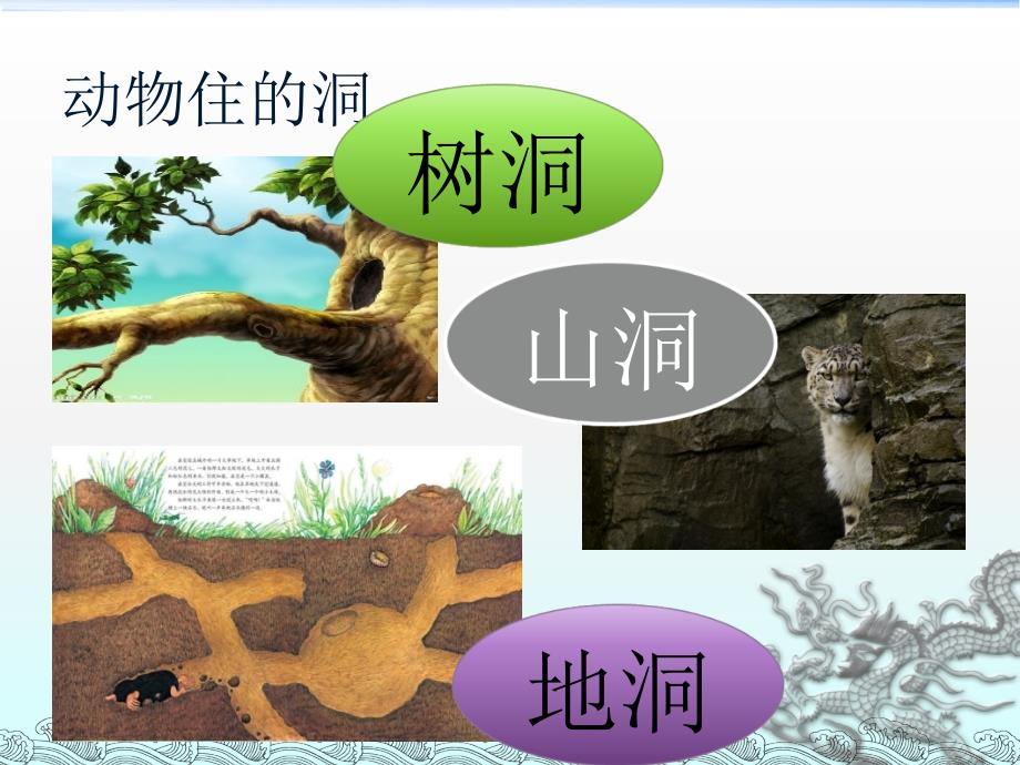 住在洞里的动物PPT课件.ppt_第2页