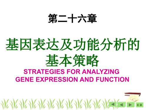 基因表达及功能分析基本策略袁野.ppt